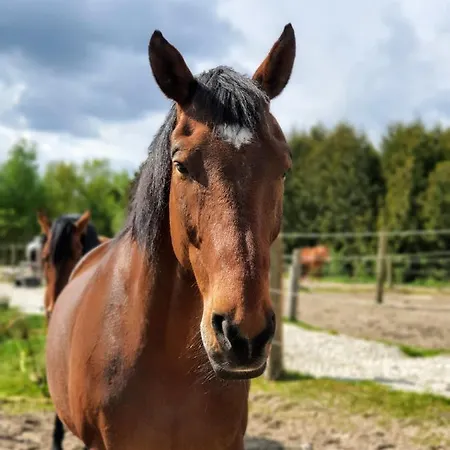 Sund Ostfriesland Apartamento