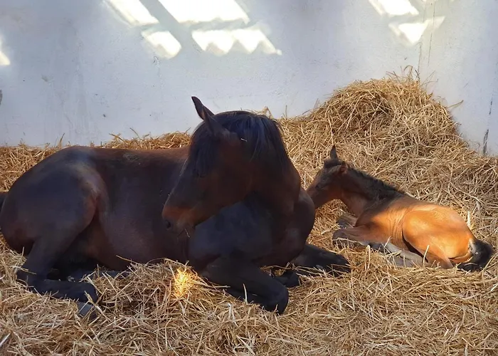 Sund Ostfriesland Appartement