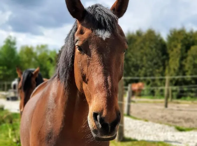 Sund Ostfriesland Appartement